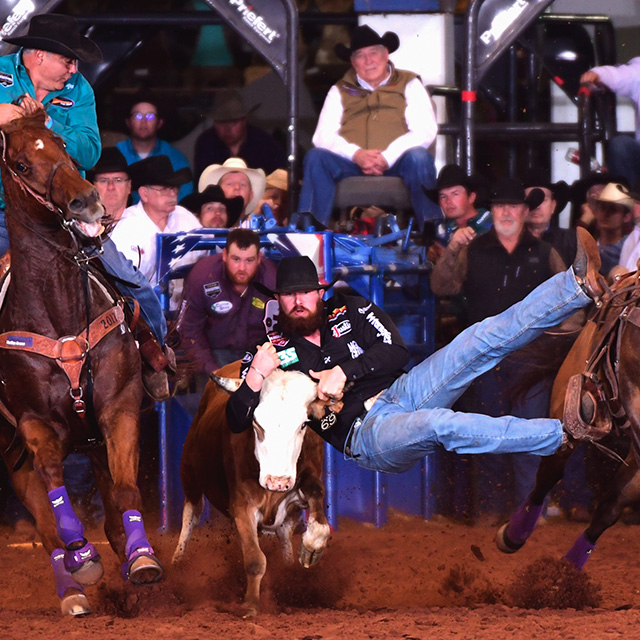 A cowboy holds onto the horns of a steer as he tries to wrestle him to the ground. 